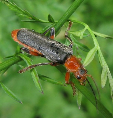 Cantharis livida.jpg (94.02 KiB) Osservato 1910 volte Cantharis livida.jpg