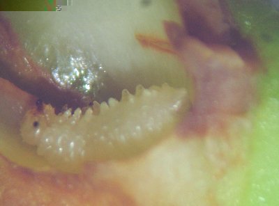 tentredine delle susine 1.2.JPG (66.79 KiB) Osservato 1168 volte tentredine delle susine 1.2.JPG