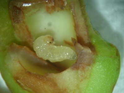 tentredine delle susine 1.3.JPG (49.96 KiB) Osservato 1168 volte tentredine delle susine 1.3.JPG