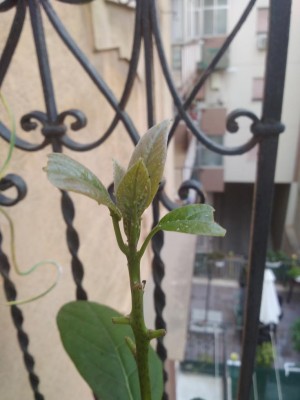 IMG_20200915_180651.jpg (61.3 KiB) Osservato 400 volte IMG_20200915_180651.jpg