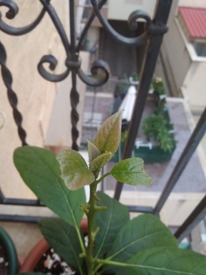 IMG_20200915_181513.jpg (61.3 KiB) Osservato 400 volte IMG_20200915_181513.jpg