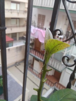 IMG_20200915_181535.jpg (58.22 KiB) Osservato 400 volte IMG_20200915_181535.jpg