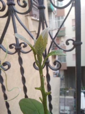 IMG_20200915_180759.jpg (65.17 KiB) Osservato 400 volte IMG_20200915_180759.jpg