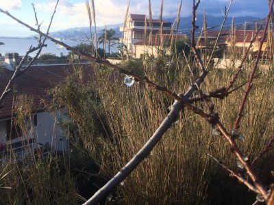 pesco 3 IMG_9250.JPG (183.99 KiB) Osservato 568 volte pesco 3 IMG_9250.JPG