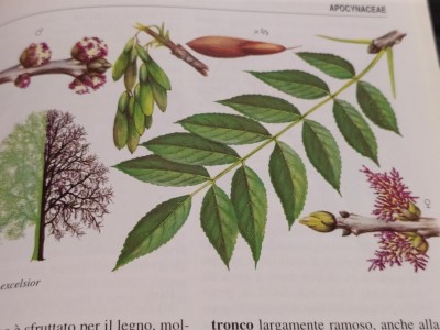 fraxinus excelsior (1).jpg (81.4 KiB) Osservato 777 volte fraxinus excelsior (1).jpg