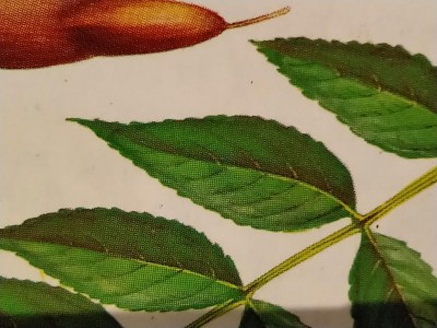 fraxinus excelsior(2).jpg (105.49 KiB) Osservato 545 volte fraxinus excelsior(2).jpg