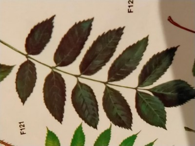 fraxinus excelsior (3).jpg (50.27 KiB) Osservato 545 volte fraxinus excelsior (3).jpg