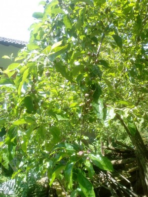 Melo golden.jpg (188.53 KiB) Osservato 498 volte Melo golden.jpg