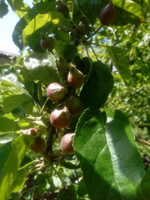 Melo Ovaro 1 (3).jpg (102.35 KiB) Osservato 498 volte Melo Ovaro 1 (3).jpg