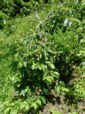 Melo Ovaro 2 (1).jpg (214.85 KiB) Osservato 498 volte Melo Ovaro 2 (1).jpg