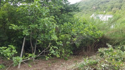 fichi.jpg (172.06 KiB) Osservato 966 volte fichi.jpg