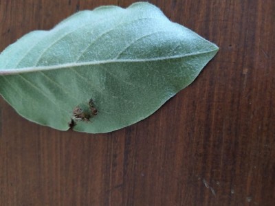 IMG_20210701_103638.jpg (74.01 KiB) Osservato 429 volte IMG_20210701_103638.jpg