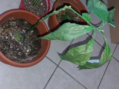 foglie secche / 20220107_104017.jpg 20220107_104017.jpg