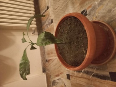 20230303_190452.jpg (70.01 KiB) Osservato 501 volte 20230303_190452.jpg