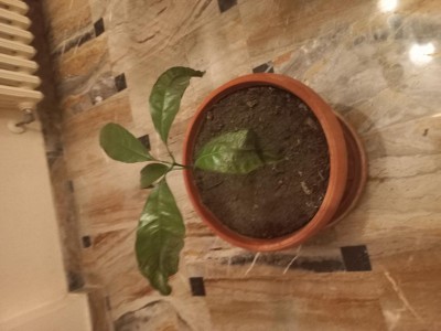 20230303_190447.jpg (70.76 KiB) Osservato 501 volte 20230303_190447.jpg