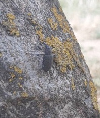 punteruolo fico.jpg punteruolo fico.jpg