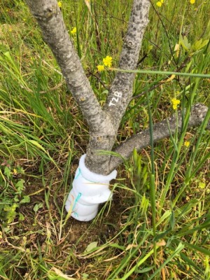 punteruol nero fico - trappola.jpg (240.25 KiB) Osservato 1165 volte punteruol nero fico - trappola.jpg