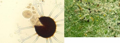 cleist nocc asco ascospore.jpg (52.4 KiB) Osservato 805 volte cleist nocc asco ascospore.jpg