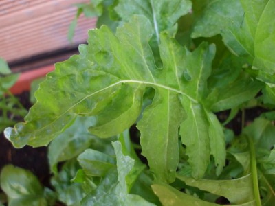 01.jpg (215.43 KiB) Osservato 793 volte 01.jpg