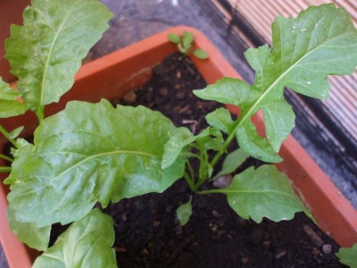 02.jpg (231.14 KiB) Osservato 793 volte 02.jpg