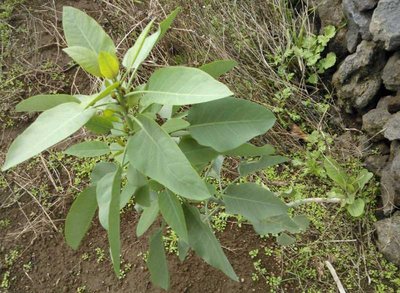 WP_001372.jpg (74.72 KiB) Osservato 856 volte WP_001372.jpg