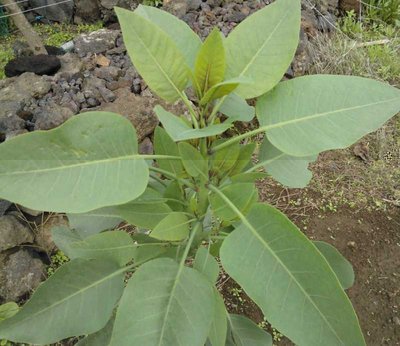 WP_001373.jpg (55.01 KiB) Osservato 856 volte WP_001373.jpg