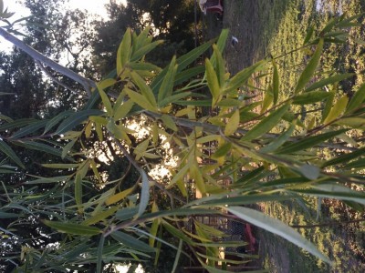 image1.JPG (165.4 KiB) Osservato 2950 volte image1.JPG