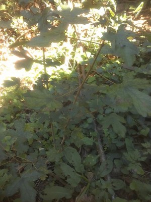 IMG_20160720_122916.jpg (123.77 KiB) Osservato 1120 volte IMG_20160720_122916.jpg