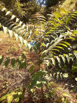 IMG_20160720_105810.jpg (288.37 KiB) Osservato 1138 volte IMG_20160720_105810.jpg