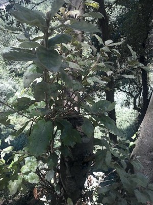 IMG_20160720_110037.jpg (200.77 KiB) Osservato 1129 volte IMG_20160720_110037.jpg