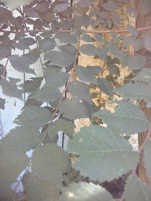 IMG_20160720_110133.jpg (110.32 KiB) Osservato 1137 volte IMG_20160720_110133.jpg