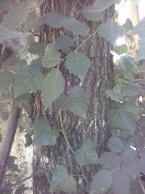 IMG_20160720_110150.jpg (100.63 KiB) Osservato 1136 volte IMG_20160720_110150.jpg