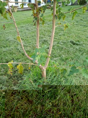 IMG_20170916_175754.jpg (216.69 KiB) Osservato 1698 volte IMG_20170916_175754.jpg