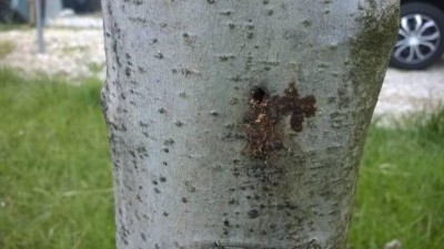 melo - foro di cossus cossusjpg.jpg (72.53 KiB) Osservato 1341 volte melo - foro di cossus cossusjpg.jpg