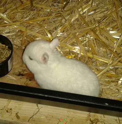 20150511_130552-1.jpg (948.06 KiB) Osservato 10946 volte 20150511_130552-1.jpg