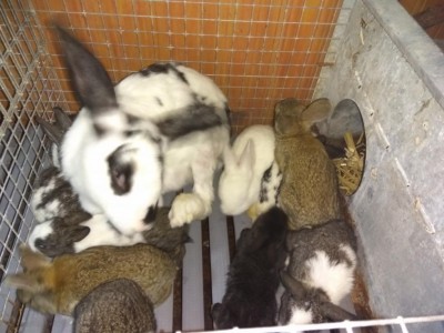 5.jpg (91.33 KiB) Osservato 1261 volte 5.jpg