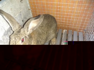 4.jpg (104.34 KiB) Osservato 1261 volte 4.jpg