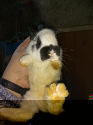 3.jpg (49.68 KiB) Osservato 1261 volte 3.jpg