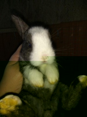 2.jpg (47.96 KiB) Osservato 1261 volte 2.jpg