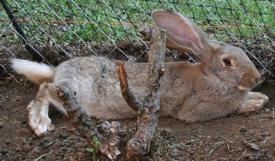 femmina gigante fiandra 4 mesi / coniglia 2.jpg coniglia 2.jpg