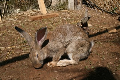 ancora la fiandra / fiandra f.jpg fiandra f.jpg