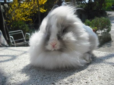 532052_2988979766833_1429402758_n.jpg (70.7 KiB) Osservato 1069 volte 532052_2988979766833_1429402758_n.jpg