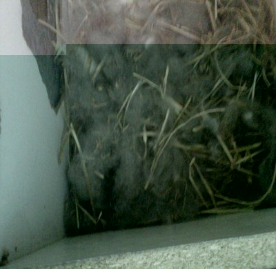 IMG00200-20130310-0822.jpg (73.2 KiB) Osservato 720 volte IMG00200-20130310-0822.jpg