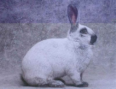 argentatachampagnef.jpg (38.28 KiB) Osservato 3090 volte argentatachampagnef.jpg