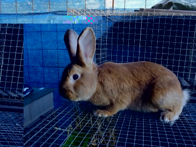 Napoleone2.jpg (358.2 KiB) Osservato 1433 volte Napoleone2.jpg