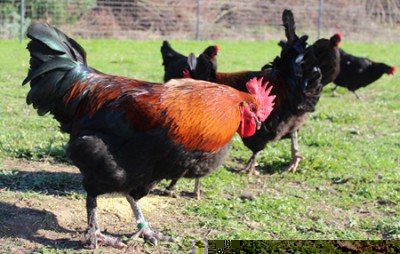 marans1-agraria.jpg