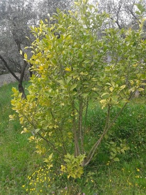 limone1.jpg