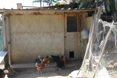 galline 012_800x533.jpg