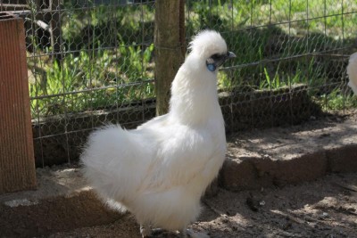 galline 011_800x533.jpg