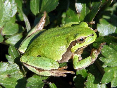 Hyla intermedia (foto Marta Biaggini).JPG